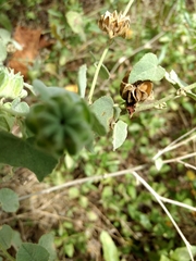 Abutilon berlandieri