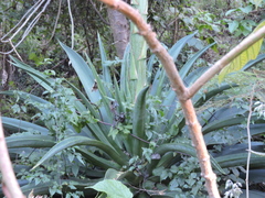 Agave desmettiana