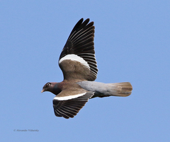 Patagioenas corensis
