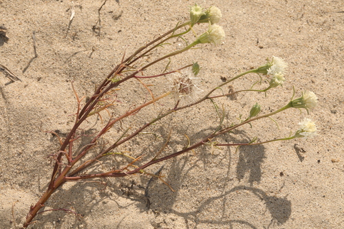 Fleshy Pincushion (Chaenactis xantiana)