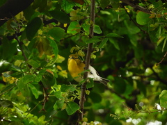 Vireo flavifrons