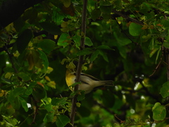 Vireo flavifrons