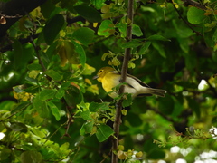 Vireo flavifrons