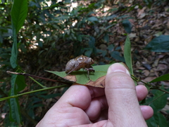 Cicadidae