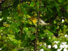 Vireo flavifrons