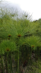 Echter Papyrus (Cyperus papyrus): Herkunft und Verwendung — Foto 2