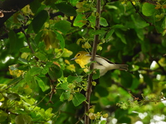 Vireo flavifrons