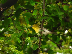 Vireo flavifrons
