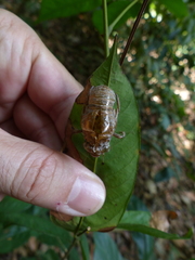 Cicadidae