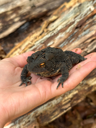 American Toad