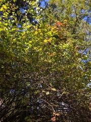 Viburnum ellipticum