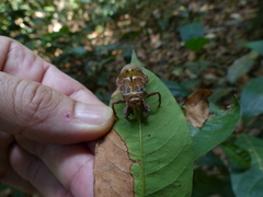 Cicadidae