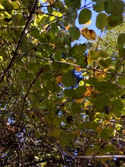 Viburnum ellipticum