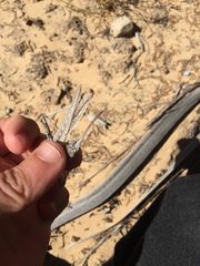 Capnobotes occidentalis