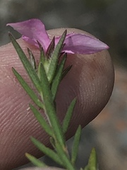 Acmadenia trigona