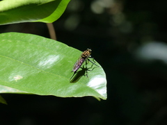 Asilidae