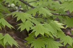 Acer pseudosieboldianum