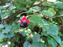 Rubus trilobus