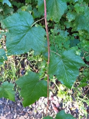 Rubus trilobus