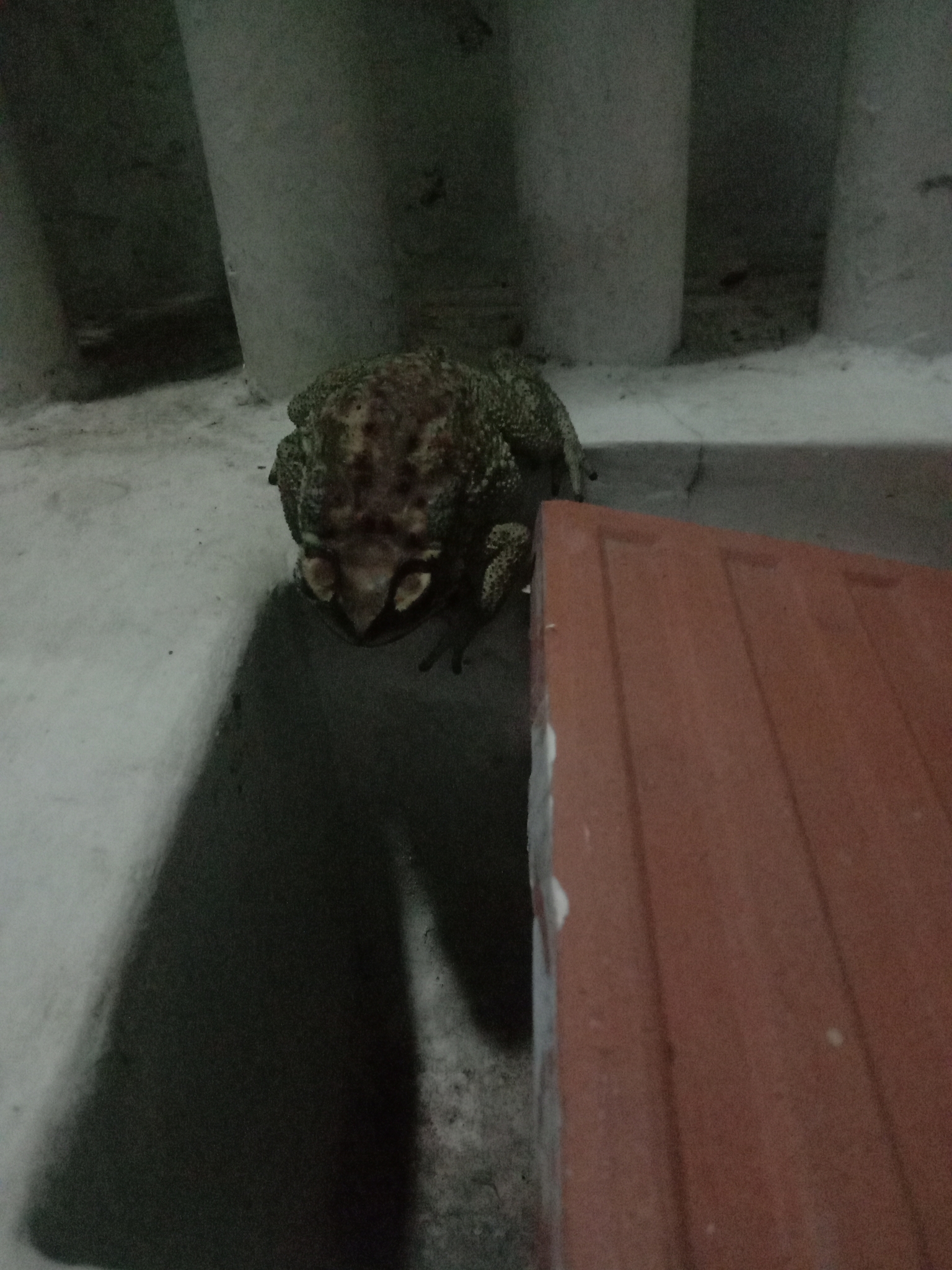 Indian Common True Toad