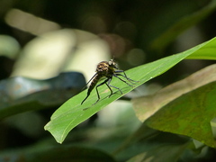 Asilidae