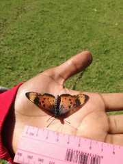 Acraea acara