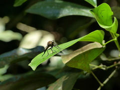 Asilidae