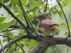 Thamnophilus doliatus