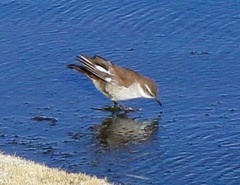 Cinclodes atacamensis