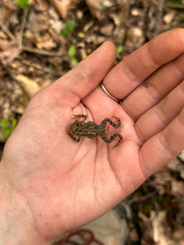 American Toad