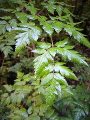 Arracacia pringlei