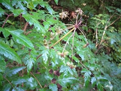 Arracacia pringlei