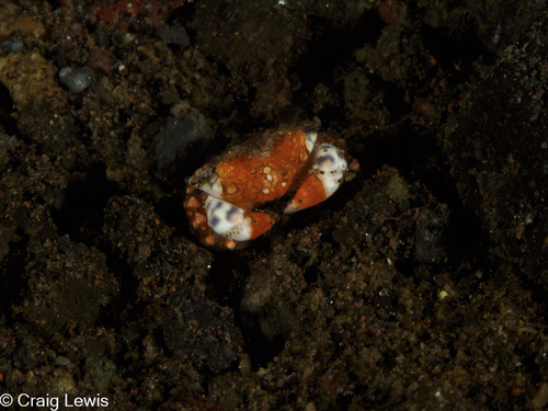 Lophozozymus pulchellus observed 2025-06-28