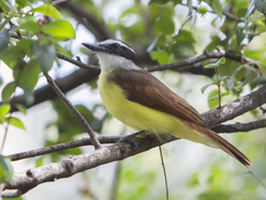 Pitangus sulphuratus