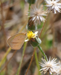 Eurema herla