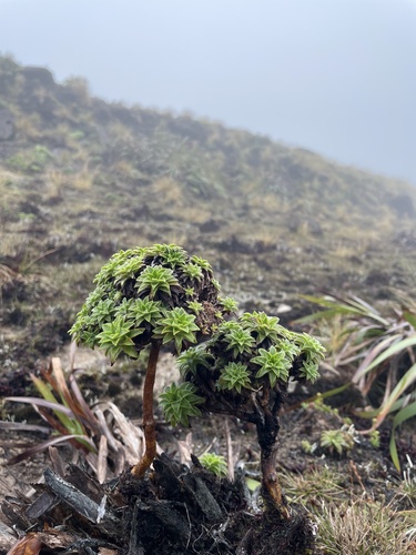 Dubautia waialealae observed 2025-06-29