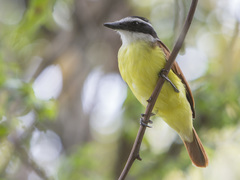 Pitangus sulphuratus