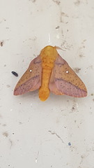 Anisota fuscosa