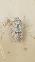 Flatoidinus punctatus