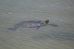 Trachemys venusta iversoni