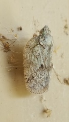 Flatoidinus punctatus