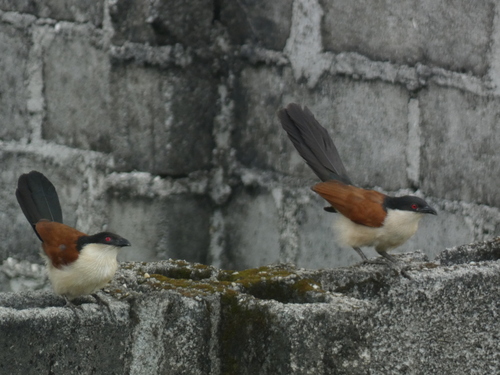 Senegal Coucal