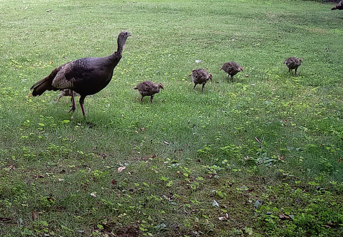 Wild Turkey photographed in Connecticut