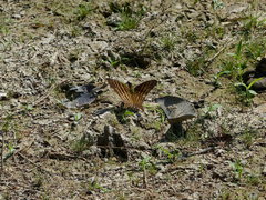 Marpesia chiron