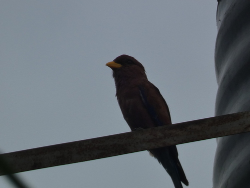 Broad-billed Roller