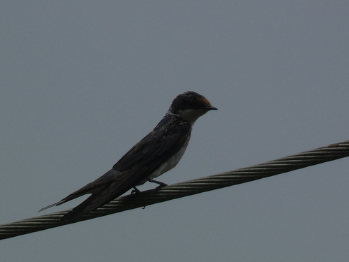 Ethiopian Swallow
