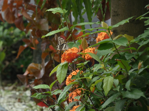 Citrus Swallowtail