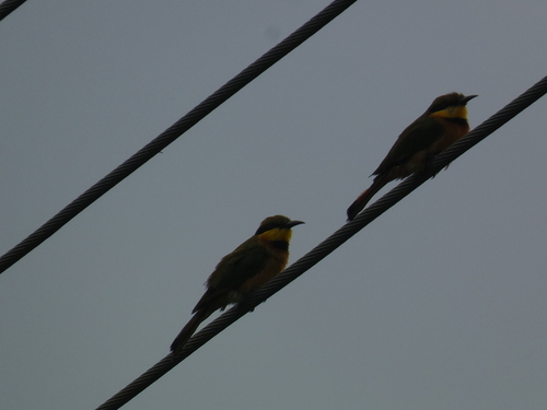 Little Bee-eater