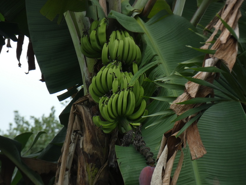 Cavendish banana