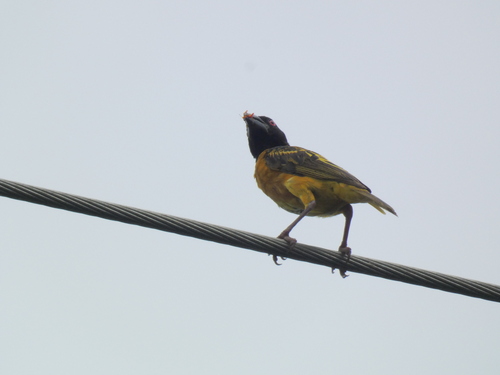 Village Weaver